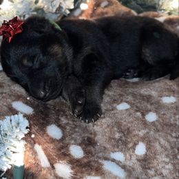 Green color - Bi-color female German Shepherd puppy in Marion, Ohio from Legacy K9’s