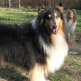 Collies from Diamaund