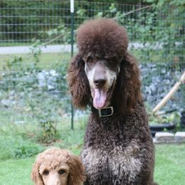 Bernese Mountain Dog and Poodle All Grown Up from Creekside Canine Companions