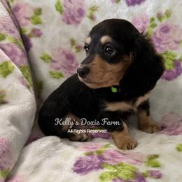 Black and Tan Male Longhair Green Collar - Black and tan male Dachshund puppy in Cleveland, Tennessee from Kelly's Doxie Farm