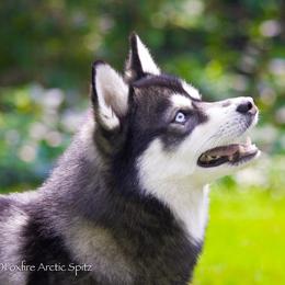 Basil - Pomsky