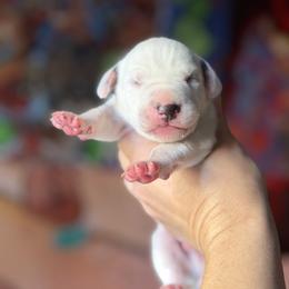 Male 5 - White and black male Dalmatian puppy in Lake Mathews, California from Bully Market