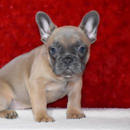 French Bulldog, Golden Retriever, and Labrador Retriever Puppies from Trigger Time Kennels