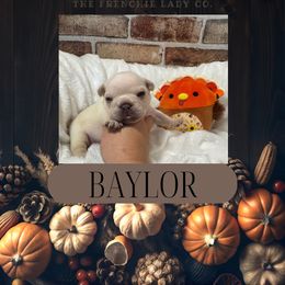 Baylor - Cream male French Bulldog puppy in Riverview, Florida from The Frenchie Lady Co.