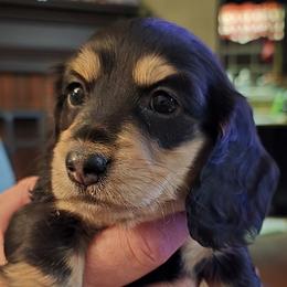 Dachshund Puppies from 4H Farms Dachshunds