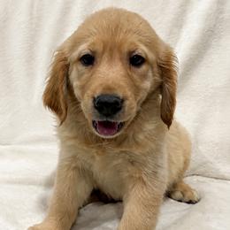 Dory - Light golden female Golden Retriever puppy in Rancho Cucamonga, California from PureGolden4ever