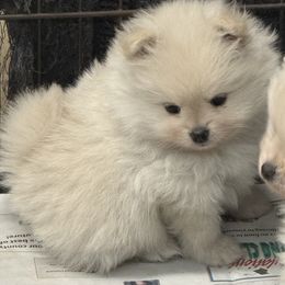 David - Cream male Pomeranian puppy in Greenville, Georgia from Breezy Hill Poms