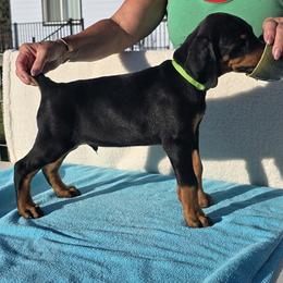 Doberman Pinscher Puppies from Von Traumhaft Shon Dobermans