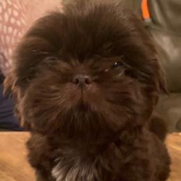 Luca - Liver Shih Tzu puppy in Garland, Texas from Bibi’s Exclusive Shih Tzus