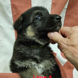 Girl 5 Lime - Black and tan female German Shepherd puppy in Rome, Georgia from Patriot Shepherds