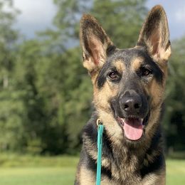 German Shepherds from German Shepherds