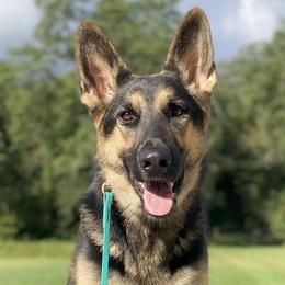 German Shepherds from German Shepherds
