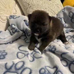 Zuko - Sesame male Shiba Inu puppy in Tamarac, Florida from The Queen of Shibas