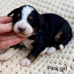 Pink collar girl - Tri-color female Bernedoodle puppy in Colorado Springs, Colorado from Mercy Mountain Bernedoodles