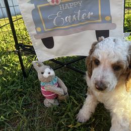 Teddy ( red collar) - Parti male Poodle puppy in Port Saint Lucie, Florida from Abbott Standard Poodles