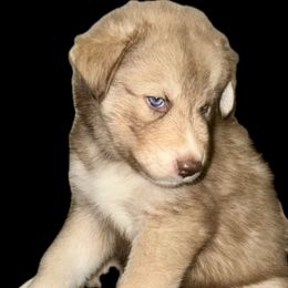 Siberian Husky Puppies from Southern Siberian Huskies of SW Florida