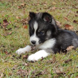 Pomsky and Siberian Husky Puppies from Beastly Beauties Huskies & Pomskies