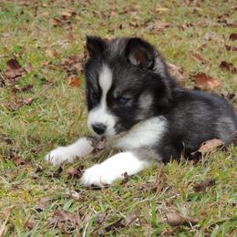 Pomsky and Siberian Husky Puppies from Beastly Beauties Huskies & Pomskies