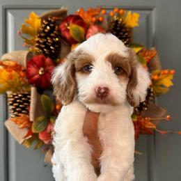 Boy 1 - Parti male Goldendoodle puppy in Elk Grove, California from Doodles by Faith