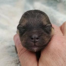 Boy 2 - Orange sable male Pomeranian puppy in Tulsa County, Oklahoma from CP Kennels
