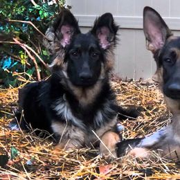 German Shepherds from Jane Dancosse's German Shepherds
