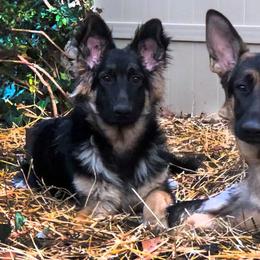German Shepherds from Jane Dancosse's German Shepherds