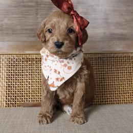 Juniper - Red  female Goldendoodle puppy in Warsaw, Ohio from Lovabledoodles
