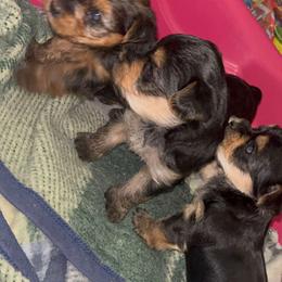 Yorkshire Terrier Puppies from KINGZ KENNEL