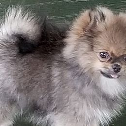 Bulldogs and Pomeranians from English Rose Bulldogz & Poms