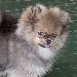 Bulldogs and Pomeranians from English Rose Bulldogz & Poms
