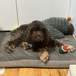Dusty - Brown and tan male Cocker Spaniel puppy in Cleveland, Ohio from Buckeye Country Kennel