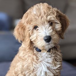 Goldendoodles from Birchmarr Doodles