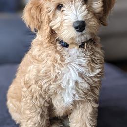 Goldendoodles from Birchmarr Doodles