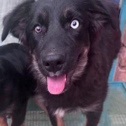 Ken (Aniken Skywalker) - Black tri-color male Australian Shepherd puppy in Tucson, Arizona from TTTNT Aussies