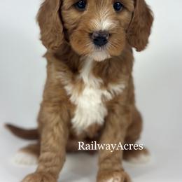 Gigi - Red  female Goldendoodle puppy in Milford, Indiana from Railway Acres Kennel