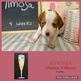 Mimosa - White and orange female Brittany puppy in Downers Grove, Illinois from Attitude Brittanys