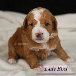 Goldendoodle Puppies from Yankee Doodles