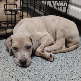 Elsa - Merle female Great Dane puppy in Marshall, Michigan from Dream K9