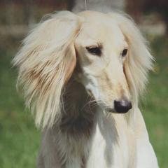 Ember - Saluki