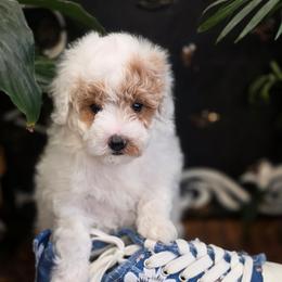 Peanut - Parti female Poodle puppy in St George, Utah from Ember Hills Poodles