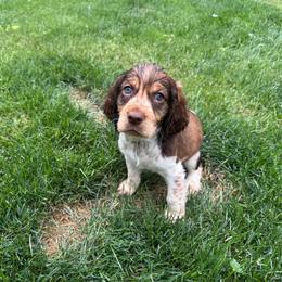Duffy - Liver white and tan male English Springer Spaniel puppy in Coeur D'alene, Idaho from Springer Hollow