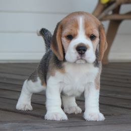 Carley - Black tan and white female Beagle puppy in Morrill, Kansas from Kelle Beagles