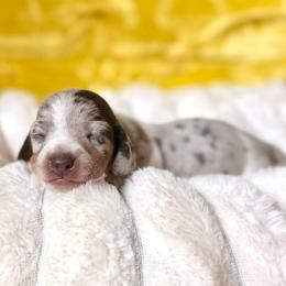 Firecracker - Gray (blue) and tan female Dachshund puppy in Austin, Texas from Duchess Daphne's Doxie Empire