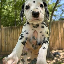 Pink boy - White and black male Dalmatian puppy in Demorest, Georgia from Dixon Dalmatians