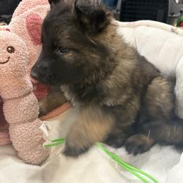 1st pick sable Male - Sable male German Shepherd puppy in Berlin, Wisconsin from Gypsy Miracle Kennels