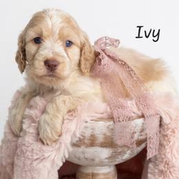 Ivy - Lemon and white female Springerdoodle puppy in Fargo, North Dakota from Dakota SpringerDoodles