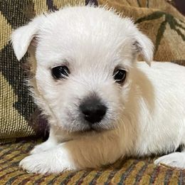 West Highland White Terriers from Bainbridge's Berners