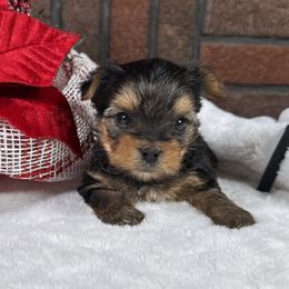 Latte - Black and tan female Yorkshire Terrier puppy in Essexville, Michigan from John's Yorkshire Terriers