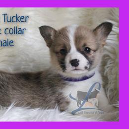 Purple Female - White and red female Pembroke Welsh Corgi puppy in Wayne City, Illinois from Lash Livestock & Corgis