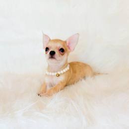 Marley - Fawn male Chihuahua puppy in Sacramento, California from Honey Bee Chihuahua’s